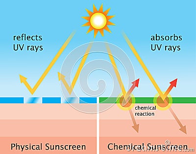 Diagram of chemical sunscreen and physical sunscreen Stock Photo